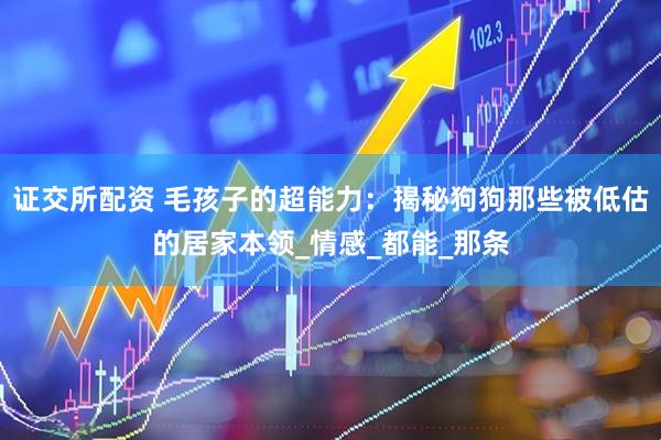证交所配资 毛孩子的超能力：揭秘狗狗那些被低估的居家本领_情感_都能_那条